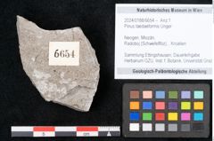 Foto (Objekt + Etikett) von Pinus taedaeformis Unger (NHMW-GEO-2024-0188-6654)